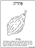 Etrog Thumbnail