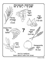 click here for Shivat haMinim coloring page