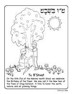 click here for Tu b’Shvat coloring page